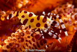 Coleman shrimp on fire urchin by Todd Moseley 